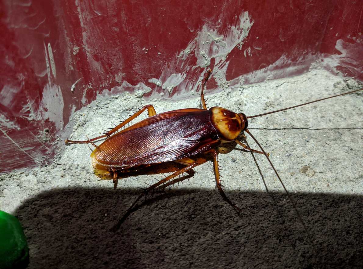 Cockroach