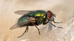 Fly macro photo