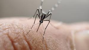 Mosquito